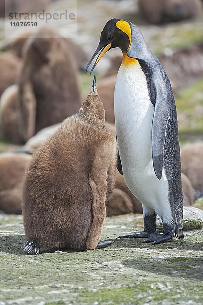 Erwachsener Königspinguin (Aptenodytes patagonicus) füttert Küken  Ostfalkland  Falklandinseln  Südatlantik  Südamerika