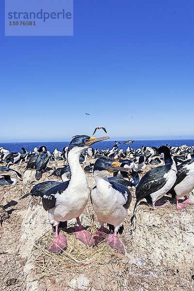 Blauaugenscharbe (Phalacrocorax atriceps)  Kolonie  Falklandinseln  Südatlantik  Südamerika