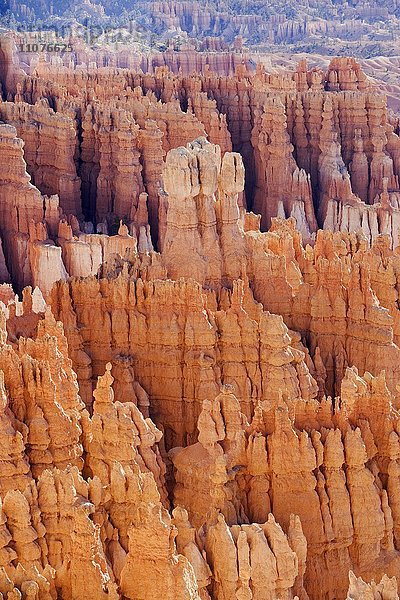 Sandsteinformationen  Felsnadeln  Bryce Canyon  Bryce-Canyon-Nationalpark  Utah  USA  Nordamerika