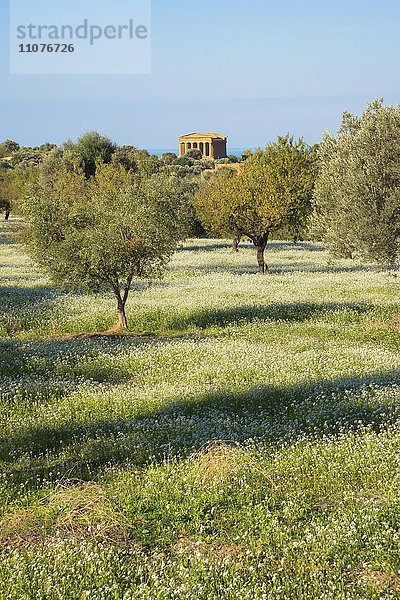 Olivenbäume mit Tempel der Concordia  Archäologische Stätten von Agrigent  Provinz Agrigent  Sizilien  Italien  Europa