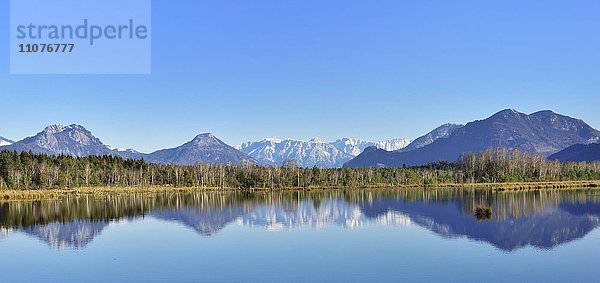 Spiegelung in Moorteich  Kaisergebirge  schneebedeckt  Chiemgauer Alpen auf der linken Seite  bei Raubling  Voralpenland  Bayern  Deutschland  Europa