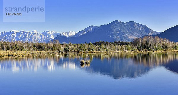 Spiegelung in Moorteich  Kaisergebirge schneebedeckt und Ausläufer des Wendelsteingebirge  bei Raubling  Voralpenland  Bayern  Deutschland  Europa