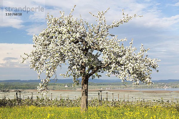 Frühlingsstimmung mit blühendem Obstbaum kurz vor einem Gewitter  bei Litzelstetten und Kloster Birnaublick am Bodensee  Deutschland  Europa