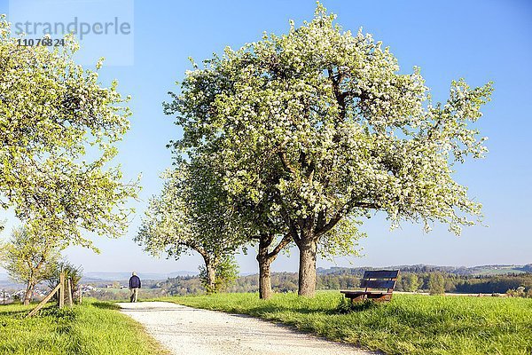 Blühender Birnbaum im Frühling  bei Markelfingen  Bodensee  Deutschland  Europa