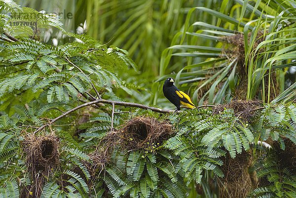 Gelbrücken-Stirnvogel (Cacicus cela) auf Ast mit Nestern  Gelbbürzelkassike  Nationalpark Cuyabeno  Amazonien  Provinz Sucumbíos  Ecuador  Südamerika
