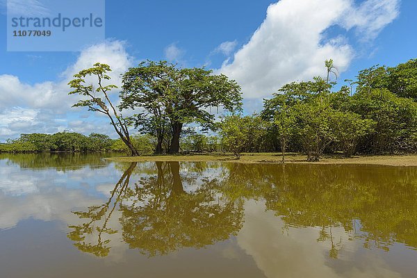 Regenwaldvegetation spiegelt sich in Laguna Grande  Nationalpark Cuyabeno  Amazonien  Provinz Sucumbíos  Ecuador  Südamerika