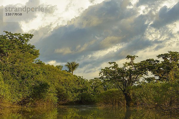 Regenwaldvegetation  dramatische Wolken  Nationalpark Cuyabeno  Amazonien  Provinz Sucumbíos  Ecuador  Südamerika