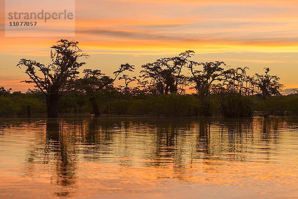 Sonnenuntergang  Abendrot  Bäume  Akazie sp. (Macrolobium acaciifolium) spiegeln sich in Laguna Grande  Nationalpark Cuyabeno  Amazonien  Provinz Sucumbíos  Ecuador  Südamerika
