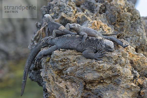 Galapagos Meerechsen (Amblyrhynchus cristatus) auf Lavafelsen  Leguane liegen übereinander  Meeresechsen  Insel Isabela  Galapagosinseln  Ecuador  Südamerika