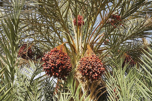 Reife Datteln auf einer Echten Dattelpalme (Phoenix dactylifera)  Palmenhaine bei Rissani  Region Drâa-Tafilalet  Südost-Marokko  Marokko  Afrika