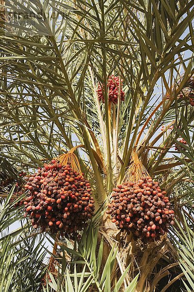 Reife Datteln auf einer Echten Dattelpalme (Phoenix dactylifera)  Palmenhaine bei Rissani  Region Drâa-Tafilalet  Südost-Marokko  Marokko  Afrika