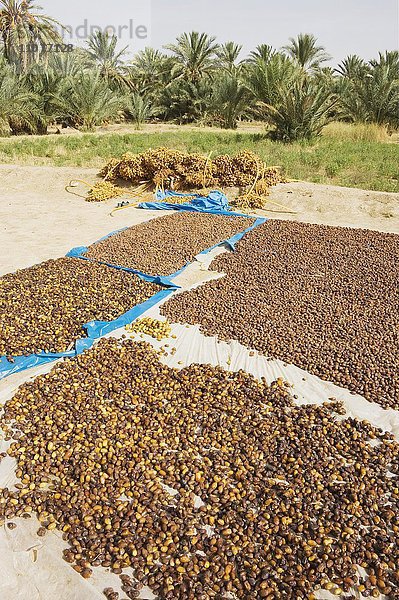 Geerntete Datteln werden sonnengetrocknet  Echte Dattelpalme (Phoenix dactylifera)  Palmenhain von Erfoud  Südost-Marokko  Marokko  Afrika
