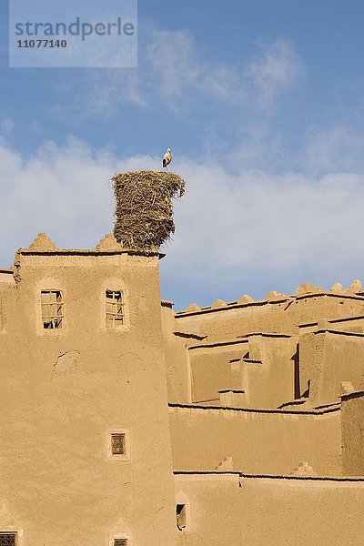 Weißstorch (Ciconia ciconia) in seinem Nest auf der Kasbah Taourirt in der Stadt Ouarzazate im Süden des Hohen Atlas-Gebirges  Südmarokko  Marokko  Afrika