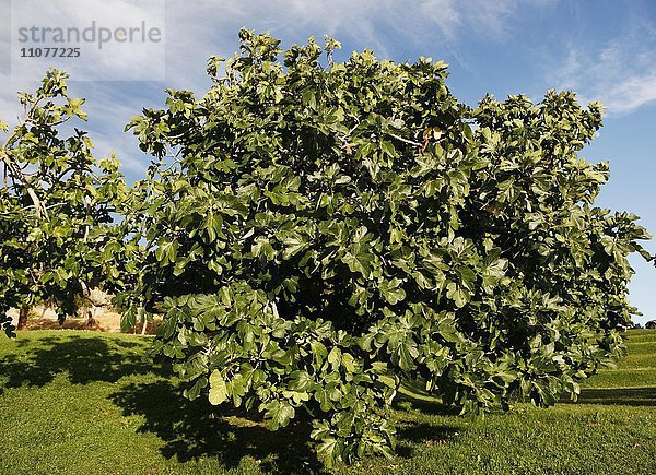 Feigenbaum  echte Feige  (Ficus carica)  Lagos  Porugal