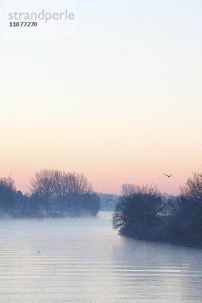 Flusslandschaft an der Weser mit Nebel in der Morgendämmerung  Bremen  Deutschland  Europa