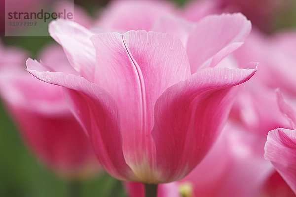 Blühende rosa Tulpen  Triumph-Tulpe (Tulipa cultivar Matchmaker)  Deutschland  Europa