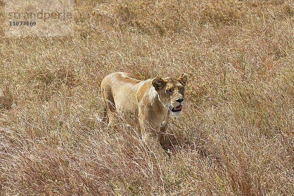 Löwin streift durch Savanne  Afrikanischer Löwe (Panthera leo)  Weibchen  Serengeti Nationalpark  Weltnaturerbe der UNESCO  Tansania  Afrika