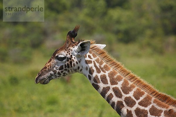 Massai Giraffe (Giraffa camelopardalis)  Porträt  Arusha-Nationalpark  Tansania  Afrika