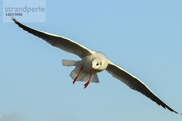 Lachmöwe (Chroicocephalus ridibundus) im Flug  Kemnader See  Witten  Nordrhein-Westfalen  Deutschland  Europa