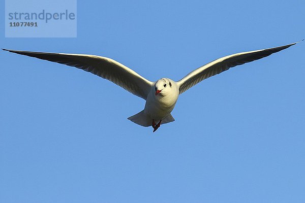 Lachmöwe (Chroicocephalus ridibundus) im Flug  Kemnader See  Witten  Nordrhein-Westfalen  Deutschland  Europa