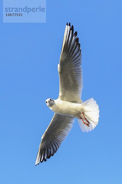 Lachmöwe (Chroicocephalus ridibundus) im Flug vor blauem Himmel  Kemnader See  Nordrhein-Westfalen  Deutschland  Europa