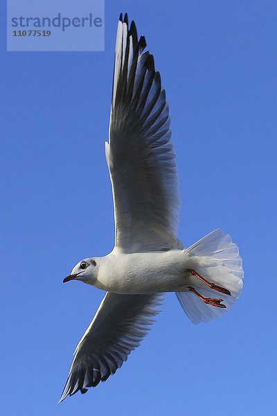 Lachmöwe (Chroicocephalus ridibundus) im Flug vor blauem Himmel  Kemnader See  Nordrhein-Westfalen  Deutschland  Europa