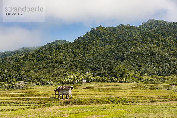 Abgeerntete Reisfelder mit kleiner Hütte  Luang Namtha  Luang Namtha  Laos  Asien