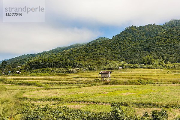 Abgeerntete Reisfelder mit kleiner Hütte  Luang Namtha  Luang Namtha  Laos  Asien