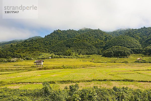 Abgeerntete Reisfelder mit kleiner Hütte  Luang Namtha  Luang Namtha  Laos  Asien