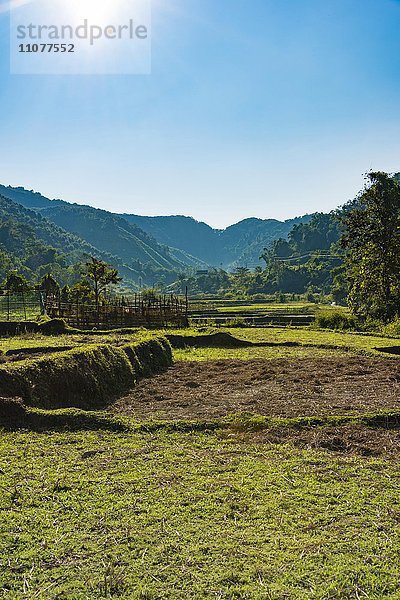 Abgeerntete Reisfelder im Gegenlicht  Luang Namtha  Laos  Asien