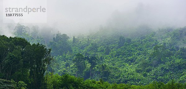 Dichter Nebel im Regenwald  Nam Ha National Park  Luang Namtha  Laos  Asien