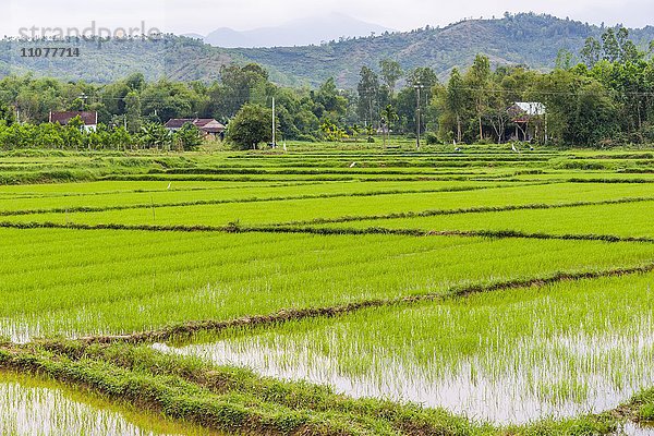 Grünes Reisfeld  Reisanbau  Qu?ng Nam  Vietnam  Asien