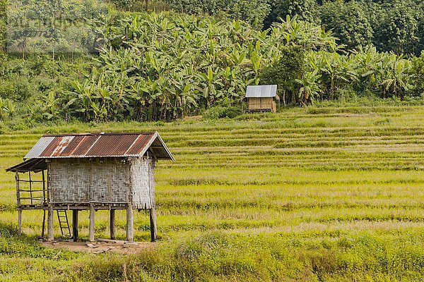 Abgeerntete Reisfelder mit kleinen Hütten  Luang Namtha  Luang Namtha  Laos  Asien