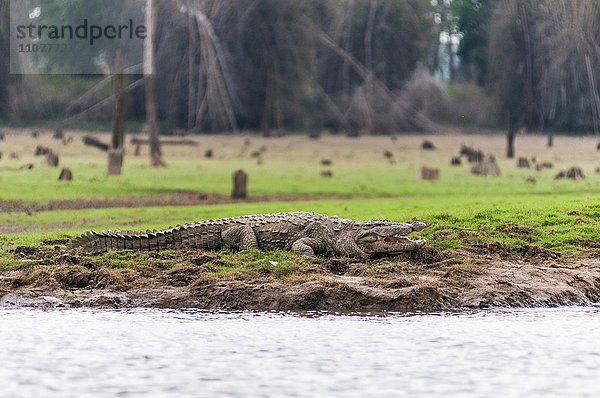 Sumpfkrokodil (Crocodylus palustris)  Kabini River  Kabini Lake  Kabini Reservoir  Rajiv Gandhi National Park  Nagarhole Nationalpark  Karnataka  Südindien  Indien  Asien