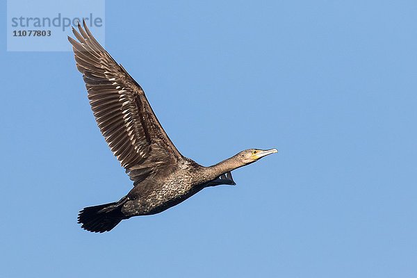 Fliegender Kormoran (Phalacrocorax carbo)  Hessen  Deutschland  Europa