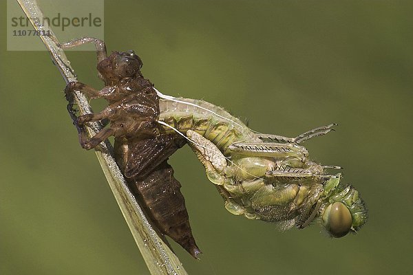 Vierfleck-Libelle (Libellula quadrimaculata) beim Schlüpfen  Schlupf  Metamorphose  Hessen  Deutschland  Europa