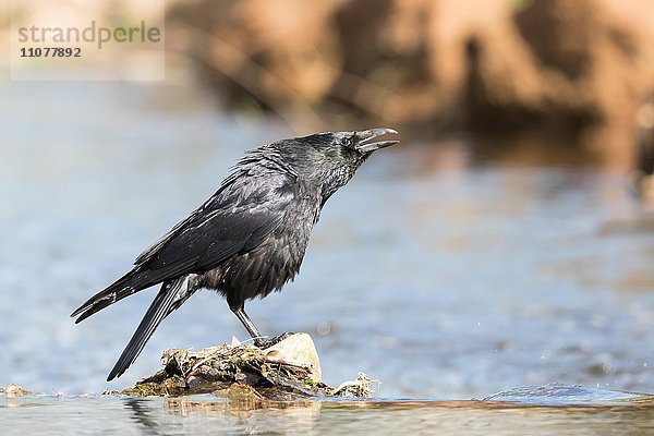 Rufende Aaskrähe (Corvus corone) steht auf Stein im Wasser  Hessen  Deutschland  Europa