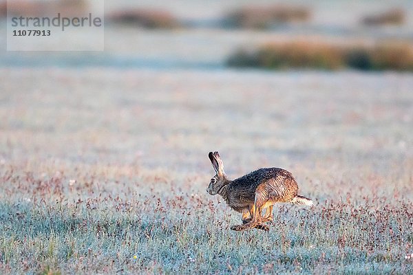 Feldhase (Lepus europaeus) läuft über Feld mit Morgentau  Hessen  Deutschland  Europa