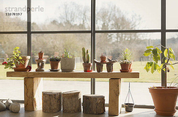 Kakteen und Topfpflanzen im Wintergartenfenster