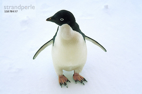 Ein Pinguin in der Antarktis.