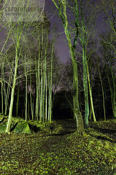 Blick auf den Wald bei Nacht