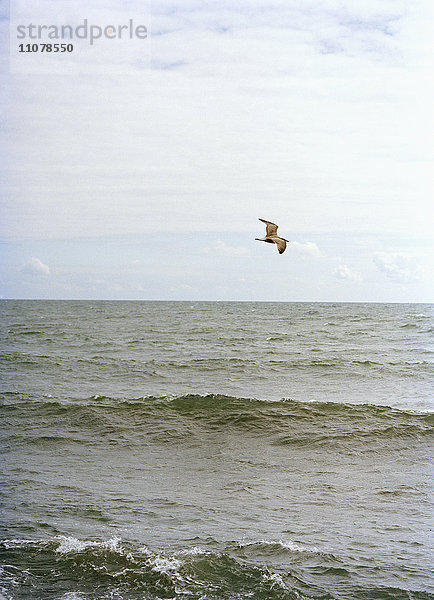 Vogel fliegt über das Meer