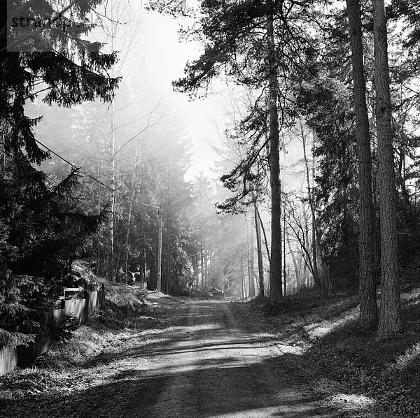 Schotterstraße im Wald