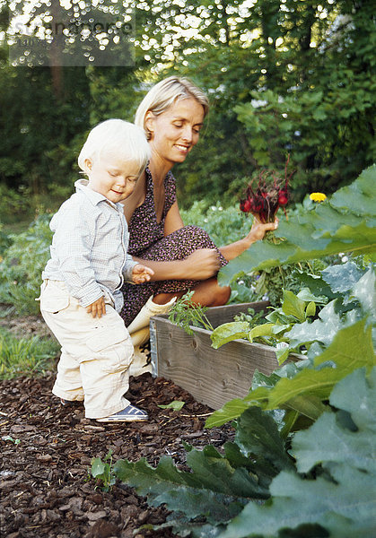 Mutter pflückt mit ihrem Sohn Gemüse im Garten