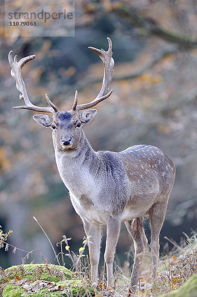 Damhirsch (Dama dama) im Gebirge