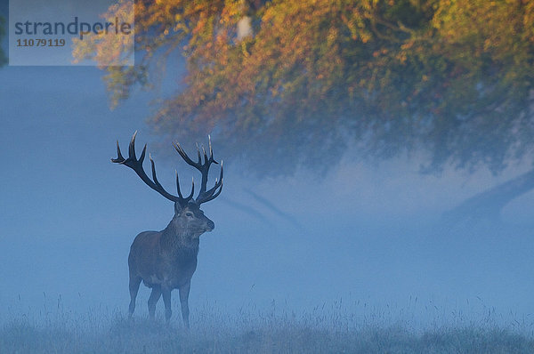 Ein Rothirsch im Morgennebel.