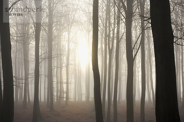 Wald bei Sonnenaufgang mit Nebel