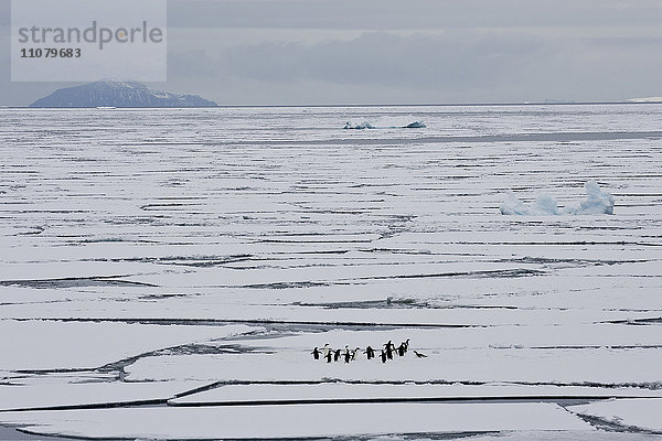 Pinguine auf einer Eisscholle