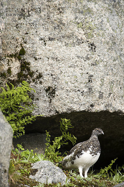 Alpenschneehuhn (Lagopus muta) unter Felsen