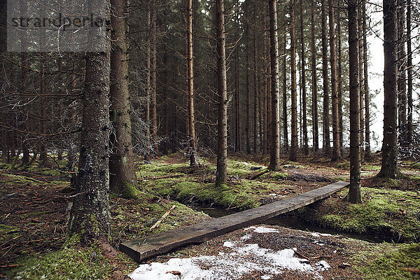 Holzbohle im Nadelwald